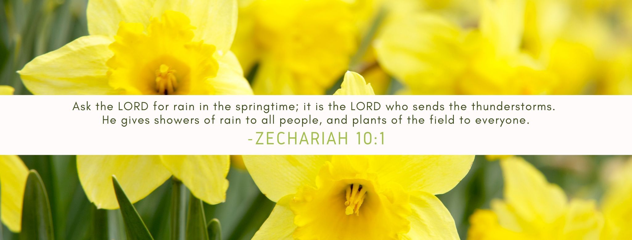 Spring Daffodil Zechariah